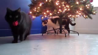 Cats at Christmas