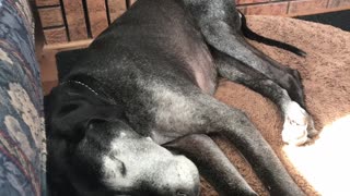 Elderly Great Dane snores away in front of the fireplace