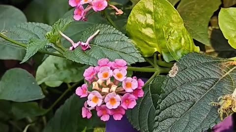 Did you know LANTANA?