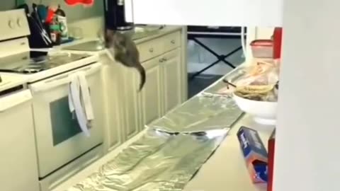 Funny kitten, jumping