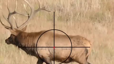 Hunting_Swamp_Deer___Rifle_Dead_Shot___Scope_Cam___MrAhery___#hunting_#031(720p)