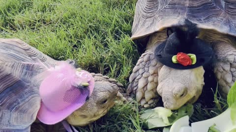 Loving tortoises in hats are having a cute lunch date