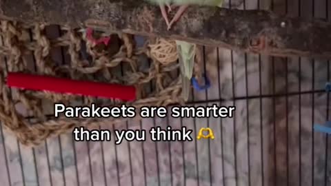 Parakeets are smarter than you think