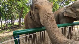 Elephant sanctuary Adventure