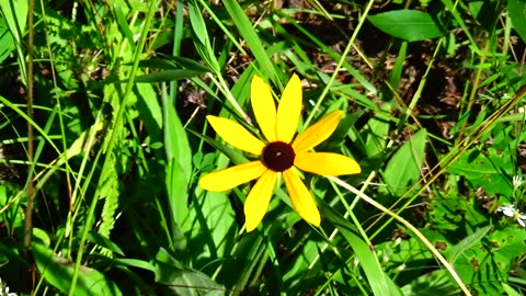 Black-eyed Susan