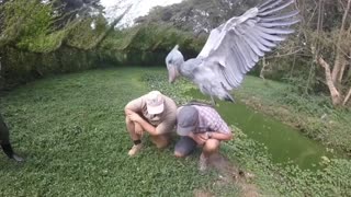 visiting a Shoebill Stork