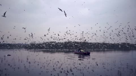 Video Footage Of Flying Seagulls