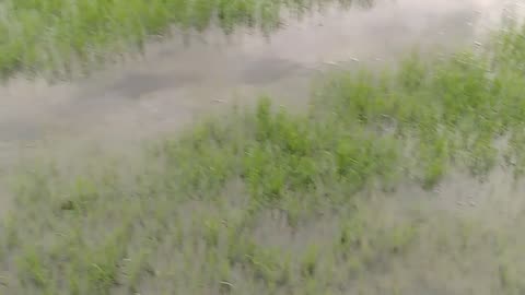 natural video in the rice field where the rice is seeded