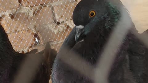 Black modena King pigeon pair