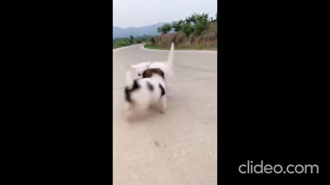 Cute Puppy fights cut kitten. who wins....