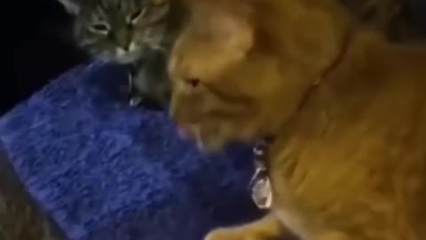 Try Not To Laugh Dogs And Cats - Video Of The FUNNIEST ANIMALS On Earth 🐧