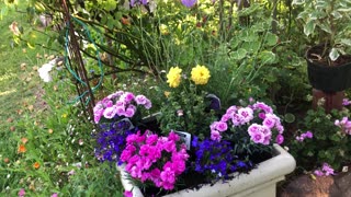 2 late Spring pots planted in Memory, Honor, Remembrance & Gratitude for Memorial Day!🌿❤️💮💙🌿