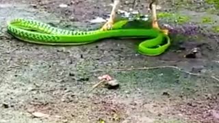 Bird vs snake