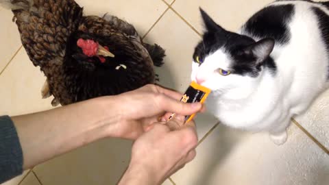 Gato comparte su golosina con su amiga la gallina