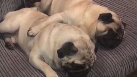 Sleepy pugs preciously cuddle each other