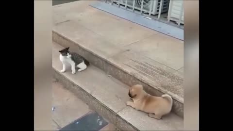 Cat vs Dog funny animal