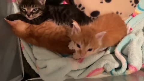 Very Talkative Sleepy Kittens