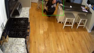 Kota With Zoomies Knocks Owner Over