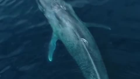 Amazing Blue Whale sound
