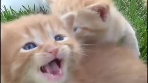 "Adorable Kittens Meowing: The Cutest Sound You'll Ever Hear"