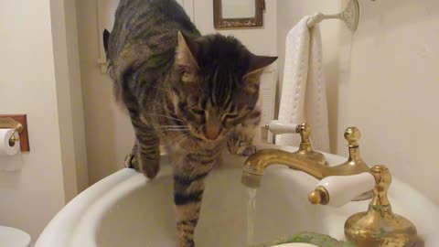 Funny Cat Drinking From The Sink
