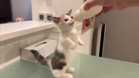 Precious Kitten Drinking Handfed Milk Standing Up