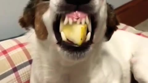 Funny dog , funny animal videos