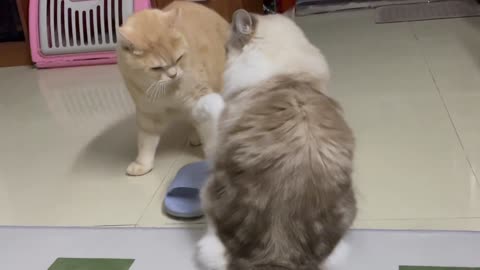 Two cats clap their heads at each other, and they are all confused