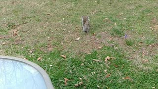 Wild squirrel in the backyard