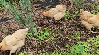 OMC! Chickens hunt worms like a pack of Velociraptor dinosaurs!