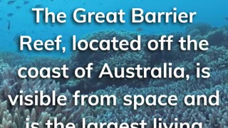 The Great Barrier Reef