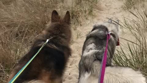 Huskies enjoy first time to the beach