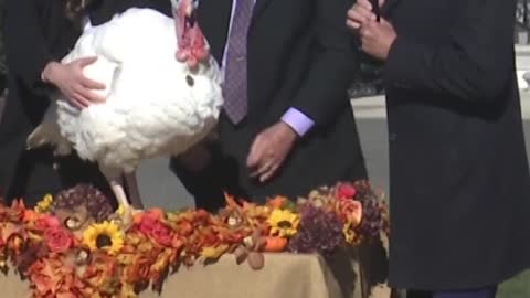 8_No fowl play. Biden pardons Thanksgiving turkeys Chocolate and Chip #shorts #biden