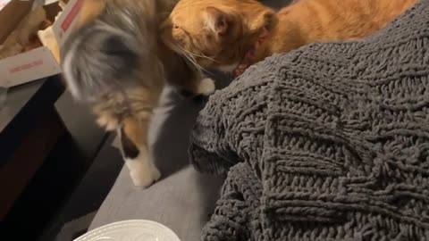 Cat Gets Face Full of Fart