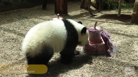 Panda Cubs 2016: 1st Birthday