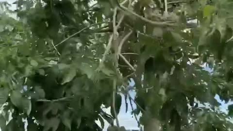 MUST WATCH - If Money Grew On Trees.