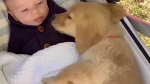 Dog and baby## cute action #funny animals