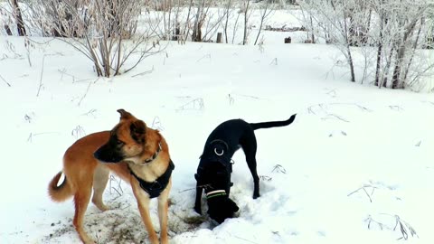 Dogs sliding on ice | searching something in ice