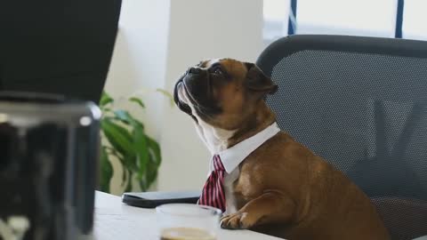 The entrepreneur Dog wearing a suit