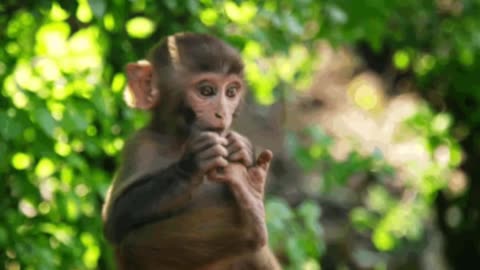Funniest Monkey - cute and funny monkey video