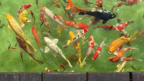 Captivating KOI Fish Swim Gracefully in Serene Pond