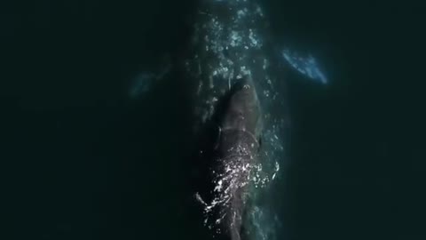 Gray whales are super moms! 🐋 🎥