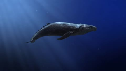 Viral animals - The sound of this whale is amazing it makes me amazed to see it