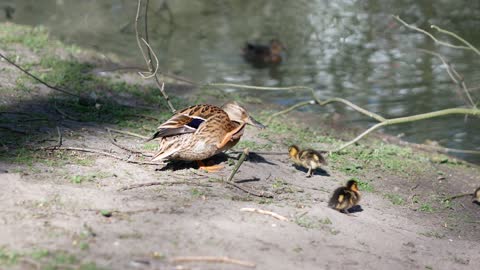 The nice duck family