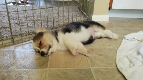 Adorable Corgi puppy takes a nap