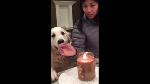 Protective Dog Keeps Owner's Fingers Away from Candle