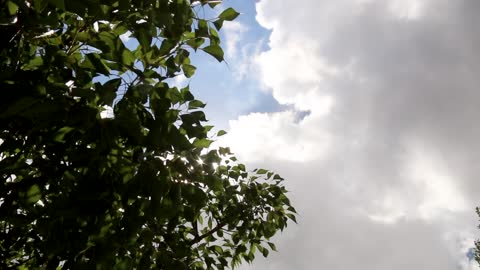 Trees, clouds and sun