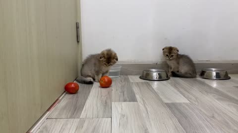 Kittens Vs Tomatoes