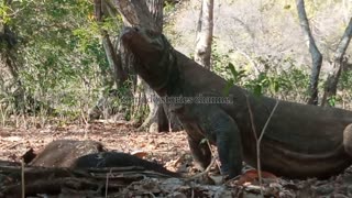 Again komodo Dragon Eats Boar