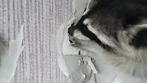 Raccoon destroys walls in house. Funny raccoon video